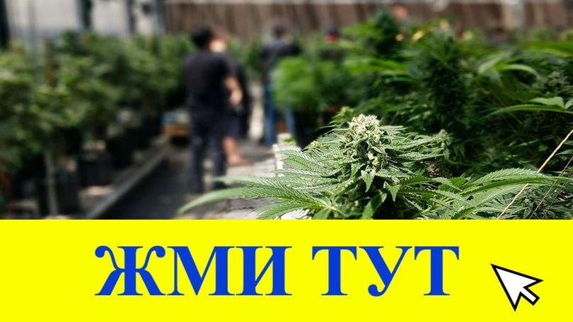 Купить наркотики в Дятьково